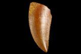 Serrated, Raptor Tooth - Real Dinosaur Tooth #124868-1